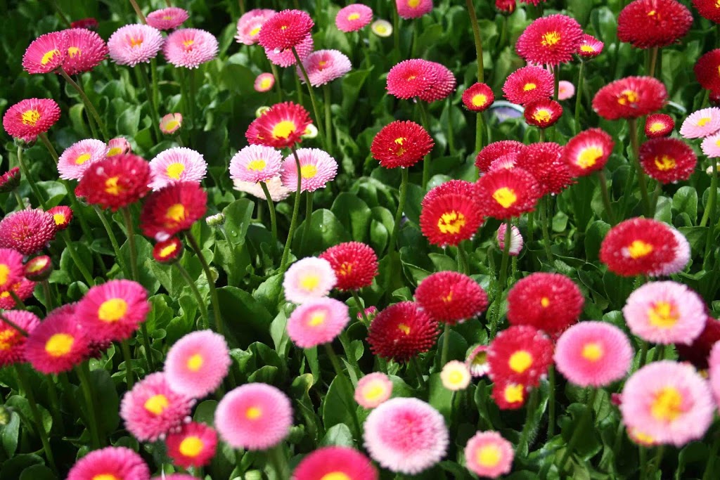 Early Blooming Spring Perennials